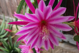 25+ SEEDS Epiphyllum Orchid Cactus BEIJING x YOSHIKO SHIRAIWA free shipping Orchids