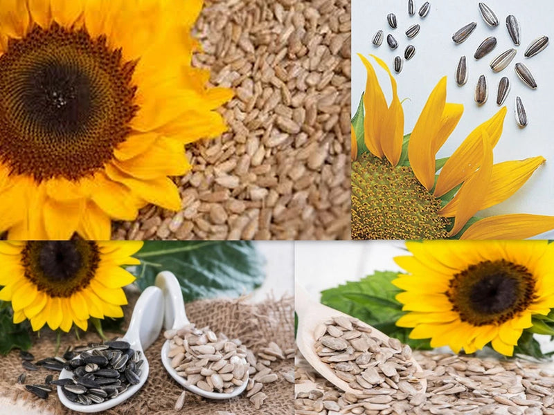 SUPER SNACK MIX SUNFLOWER SEEDS 4 YOUR GARDEN / GROWN SPECIFICALLY 4 HUGE MEATS! Garden Plants