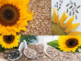 SUPER SNACK MIX SUNFLOWER SEEDS 4 YOUR GARDEN / GROWN SPECIFICALLY 4 HUGE MEATS! Garden Plants