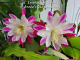 Orchid cactus in 4-inch pot with two pink and white flowers and green pads