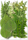 35Pcs Dried Pressed Flowers Leaves for Crafts DIY Preserved Dry Greenery Leaves Dried Flower