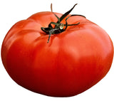 200+ TOMATO ALL-AMERICAN SEEDS GIANT BEEFSTEAK MASSIVE FRUITS HEIRLOOM VEGETABLE Garden Plants