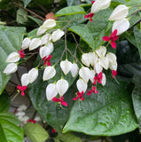 3 Live White Bleeding Heart Plants (Clerodendrum thomsoniae), 5Ð9" Tall, No Pot Flowering Plants