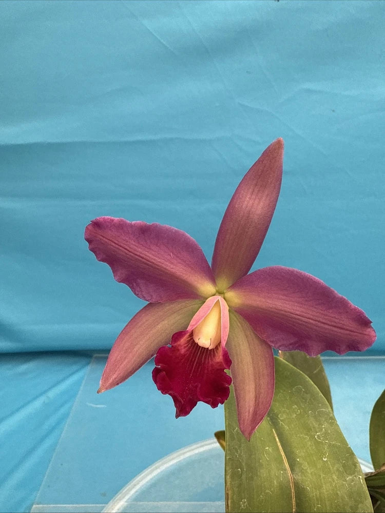 Purple blooming orchid in pot with yellow center and green leaves