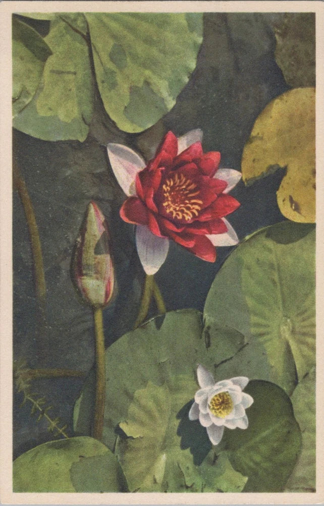 White Border Postcard Switzerland Red White Water Lily Flowers Lily
