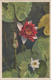 White Border Postcard Switzerland Red White Water Lily Flowers Lily