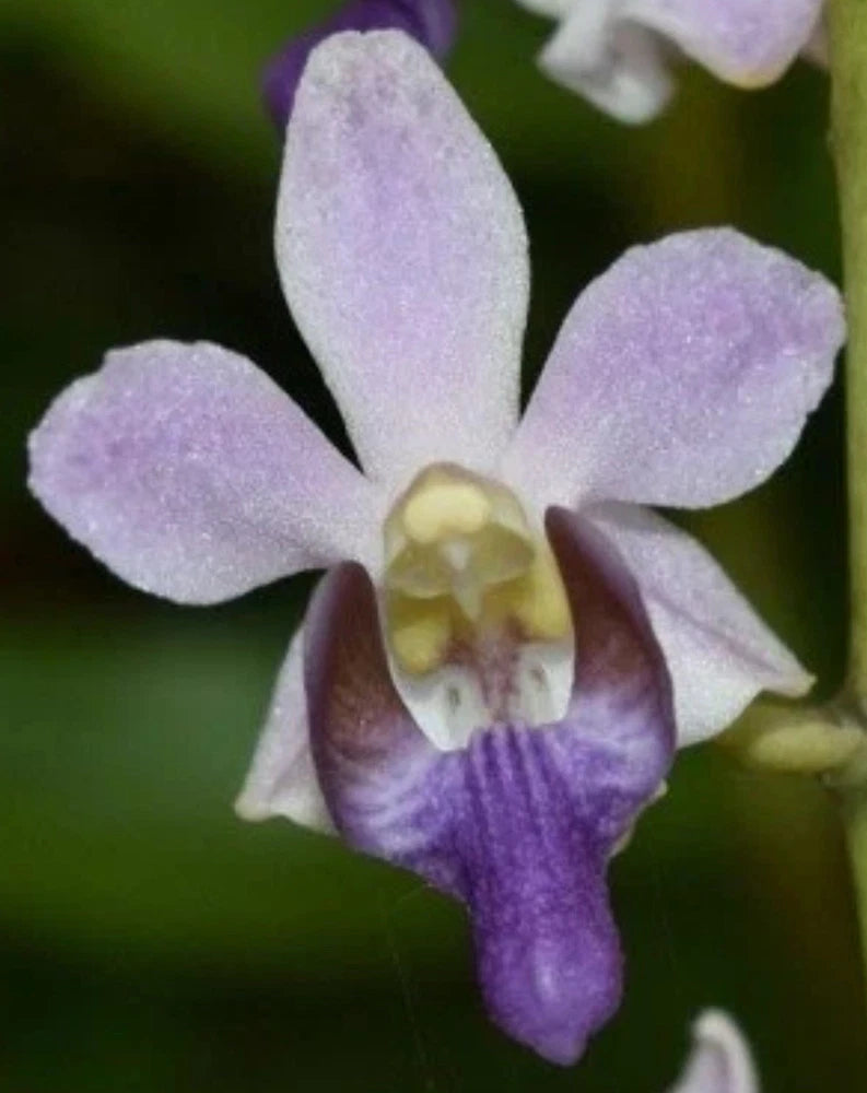 Coerulea orchid flower with purple and white petals, detailed center lip.