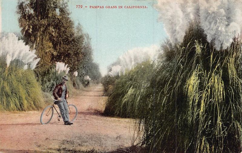 PAMPAS GRASS IN CALIFORNIA~MAN RICING BICYCLE~1900-10s MITCHELL PUBL POSTCARD Pampas Grass