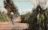 PAMPAS GRASS IN CALIFORNIA~MAN RICING BICYCLE~1900-10s MITCHELL PUBL POSTCARD Pampas Grass