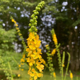 Agrimony Seeds (Agrimonia eupatoria) ~Traditional Herb Pollinator Garden Garden Plants