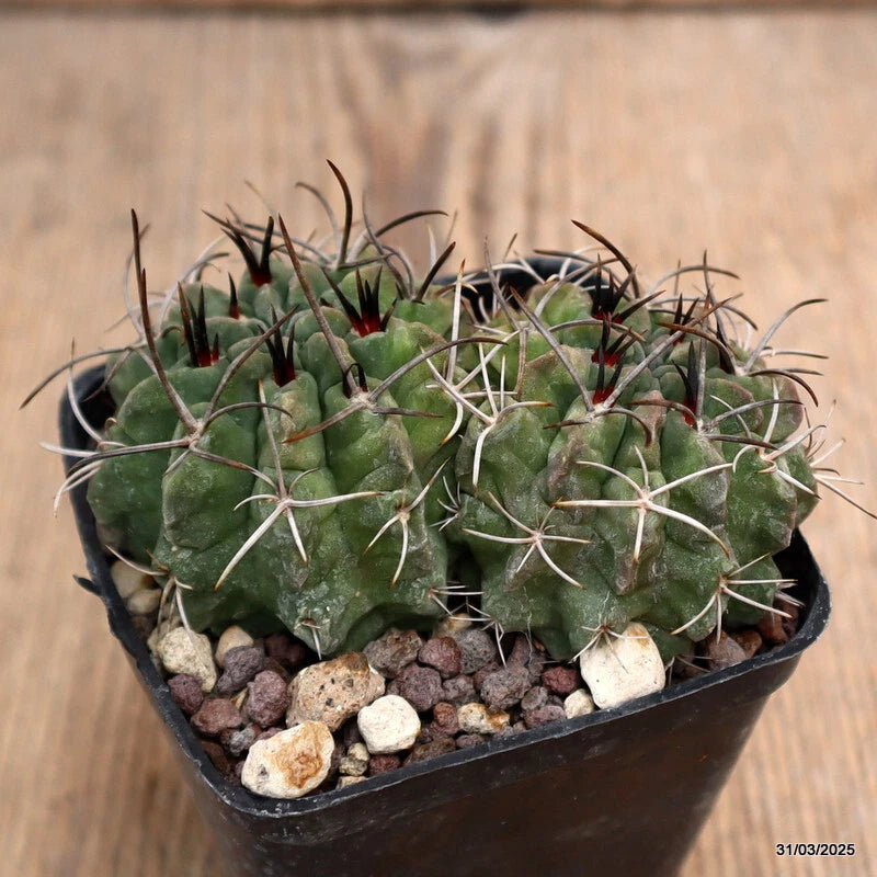Cactus plant in black pot, green ribbed stems with long white spines and gravel