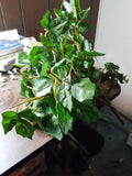 English ivy  10in silk leaves florist x2 Green Plant