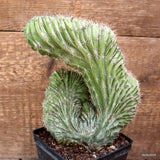 D4375 POLASKIA CHICHIPE CRESTED pot10-H20-W15 cm MaMa Cactus Green Plant