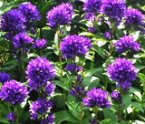 BELLFLOWER SUPERBA Campanula Glomerata - 20 Seeds Garden Plants