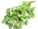 10 Hawaiian Purple Sweet Potato Slips Ð  10 Live Cuttings Slips Ready to Plant.. Garden Plants