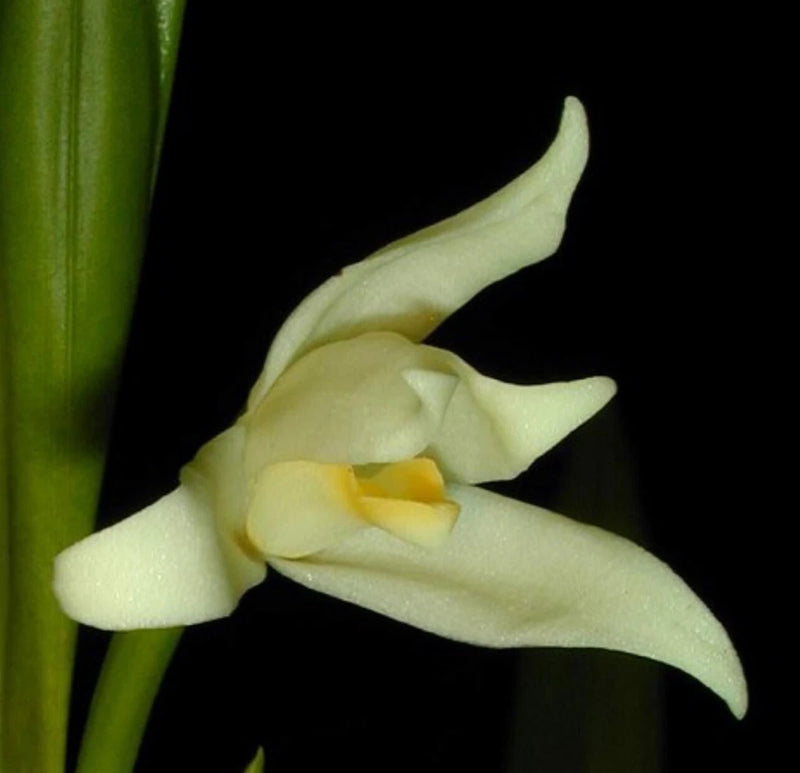 Maxillaria alba Orchids