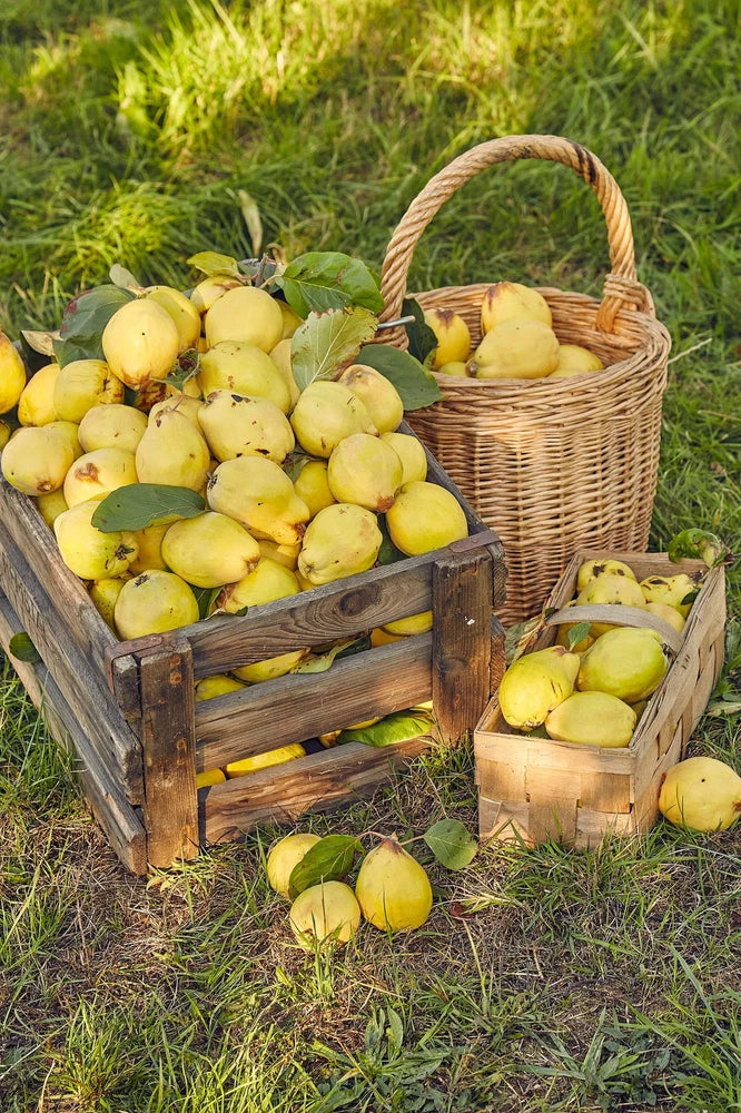 20 COMMON CULINARY QUINCE Fruit Tree Cydonia Oblonga Flowering Shrub Seeds Flowering Plants