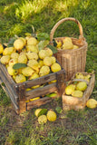 20 COMMON CULINARY QUINCE Fruit Tree Cydonia Oblonga Flowering Shrub Seeds Flowering Plants