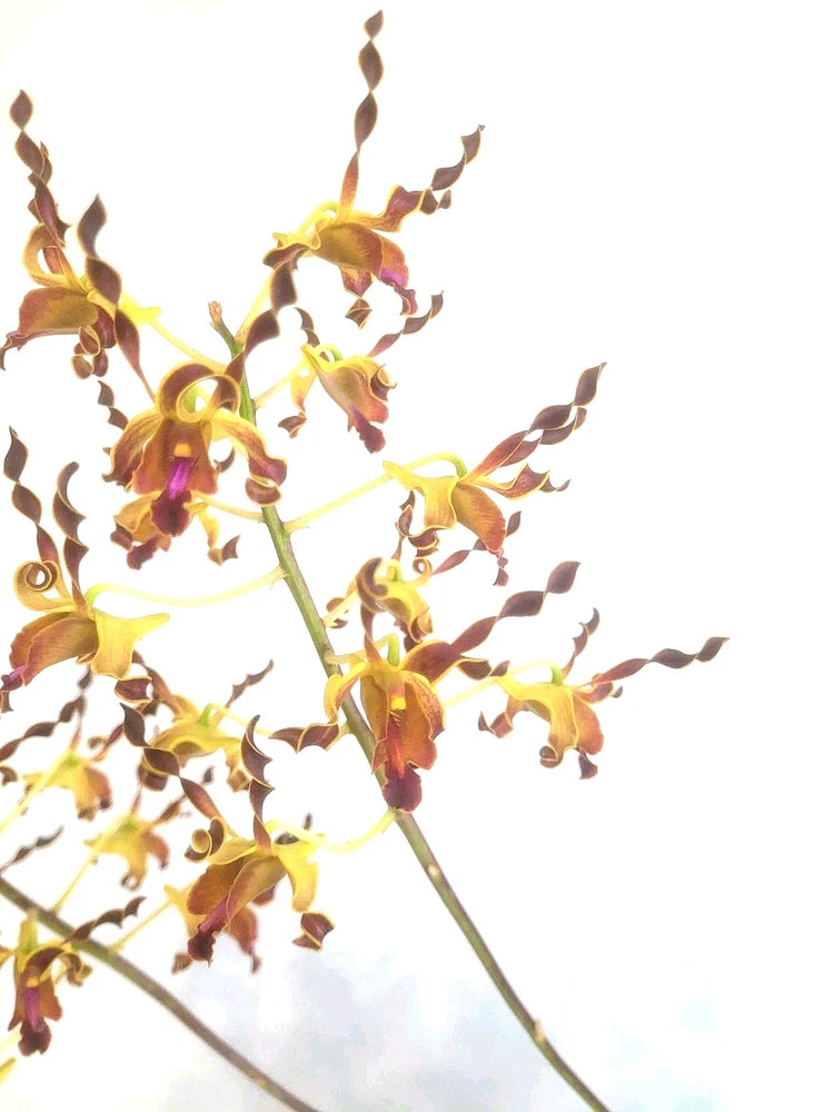 Orchid plant with yellow blooms and dark burgundy buds on branching stems