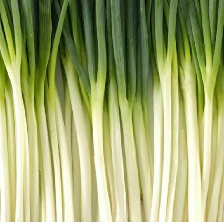 TOKYO LONG WHITE BUNCHING ONION SEEDS 200+ VEGETABLE GARDEN salad FREE SHIPPING Garden Plants
