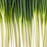 TOKYO LONG WHITE BUNCHING ONION SEEDS 200+ VEGETABLE GARDEN salad FREE SHIPPING Garden Plants