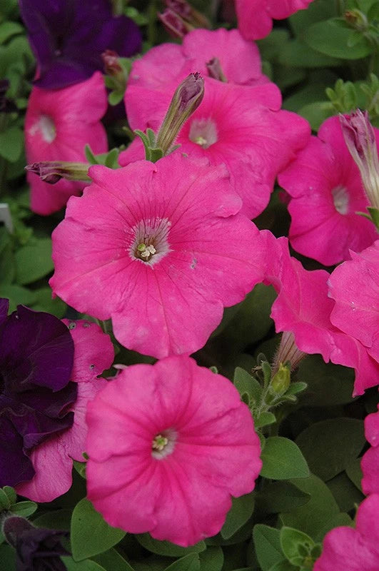 Pink petunia live plant plug with blooming flowers and green leaves