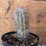 D5364 ACANTHOCALYCIUM GLAUCUM pot14-H13-W5 cm MaMa Cactus Green Plant
