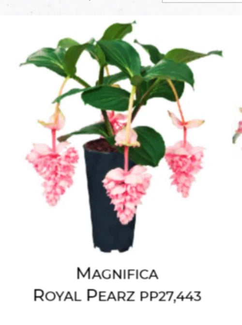 Live orchid starter plant in dark pot with green leaves and pink hanging blossoms
