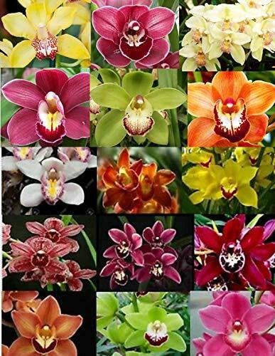 Live orchid assortment with multi-color blooms and varied petal shapes