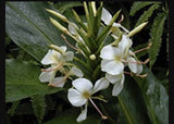 White fragrant orchid blooms with green leaves and flower stems