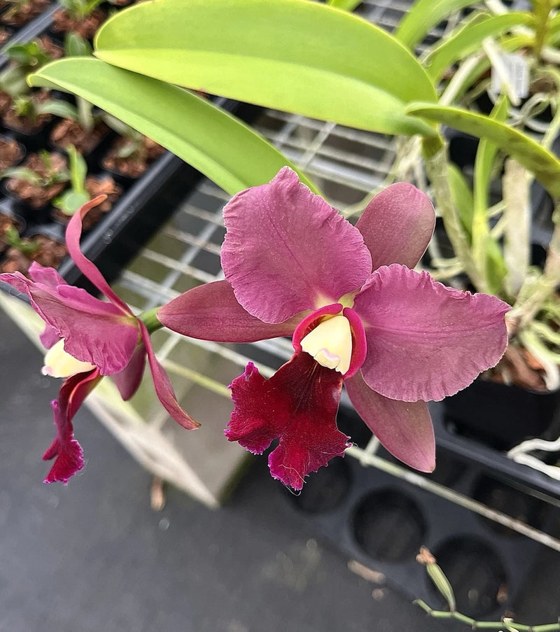 Pink and dark purple orchid blooms with green leaves in a black planter