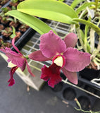 Rlc Kilauea At Night ÔNew Flow 2016Õ X WaldenÕs Glen ÔGreen manÕs grapesÕ AM 4Ó Orchids