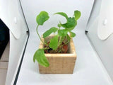 Monstera Adansonii Rooted Starter Plants For Your Terrariums or Plant Enthusiast Orchids