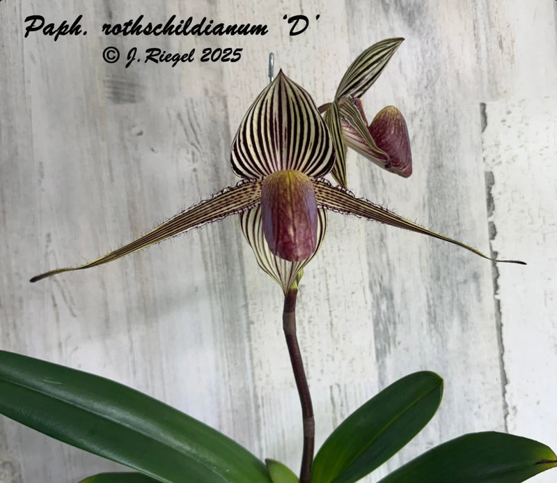 Orchid flower with striped sepals and dark maroon central lip, mounted with green leaves