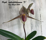 Paphiopedilum rothschildianum 'D' ( 'Black Bird' X 'Sandy' ) Orchid species BS Orchids