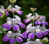 CHINESE HOUSES FLOWER SEEDS 1000+ annual GARDEN bees BUTTERFLIES FREE SHIPPING Garden Plants