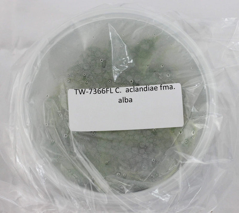 Orchid flask culture plant with green tissue and paper label in clear bag