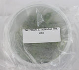 FLASK C. aclandiae fma. alba Orchids