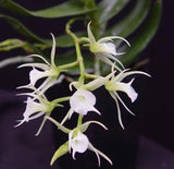 Oeoniella polystachys Fragrant NBS Orchis Species Angraecum Orchids