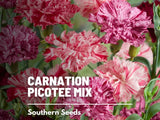 Chabaud Picotee Carnation Mix Seeds, Heirloom Flower, USA Grown Carnation