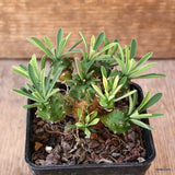D4677 EUPHORBIA JAPONICA pot7-H6-W8 cm MaMa Cactus Green Plant