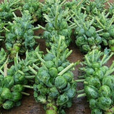 Catskill Brussel Sprout Seeds for Planting - Heirloom Non-GMO Vegetable Seeds Garden Plants