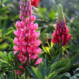20 SEEDS hot pink LUPINE lupin flower exotic bush garden bed plant USA Seller Garden Plants