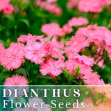 500+ Peach Luster Dianthus Seeds US SELLER Annual Flowers Seed Carnation Bulk Carnation