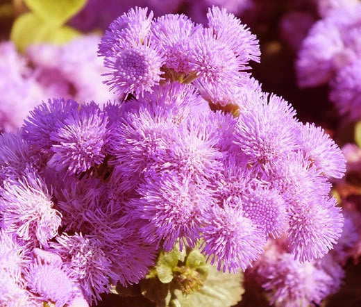 AGERATUM PINK Ageratum Mexicanum - 500 Bulk Seeds Garden Plants