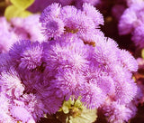 AGERATUM PINK Ageratum Mexicanum - 500 Bulk Seeds Garden Plants