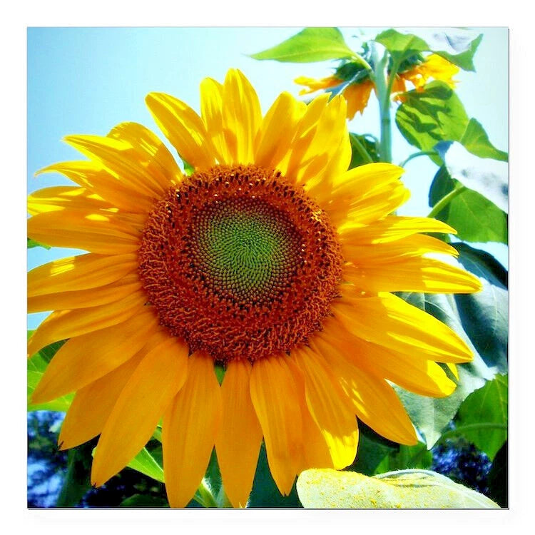 Sunflower flower with bright yellow petals and dark center