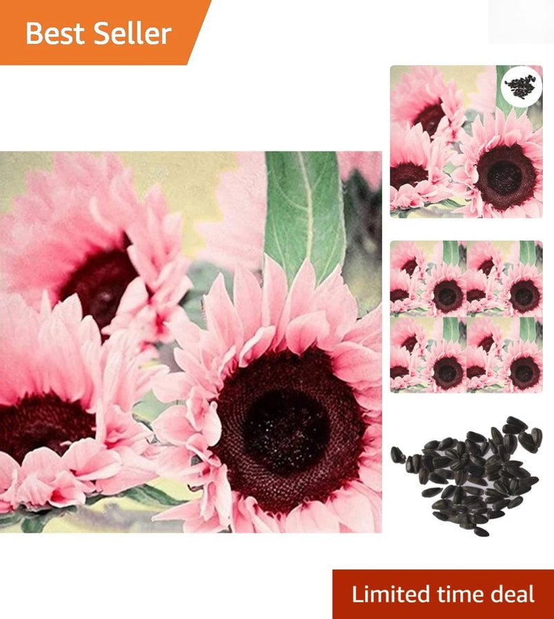 15 Iris Tectorum Rose Sunflower Seeds to Plant Ð Pink Sunflowers, Edible Flow... Garden Plants