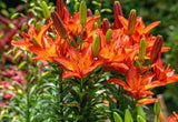 6 pack Orange Tiger Lillies. Live Plants. Ready for your Garden, flower beds Green Plant