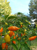 Habenero de Arbol - Fiery little torches will spice up your life! Garden Plants